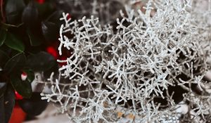 Preview wallpaper plant, white, branches, leaves, closeup