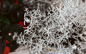 Preview wallpaper plant, white, branches, leaves, closeup