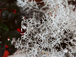 Preview wallpaper plant, white, branches, leaves, closeup