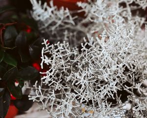 Preview wallpaper plant, white, branches, leaves, closeup