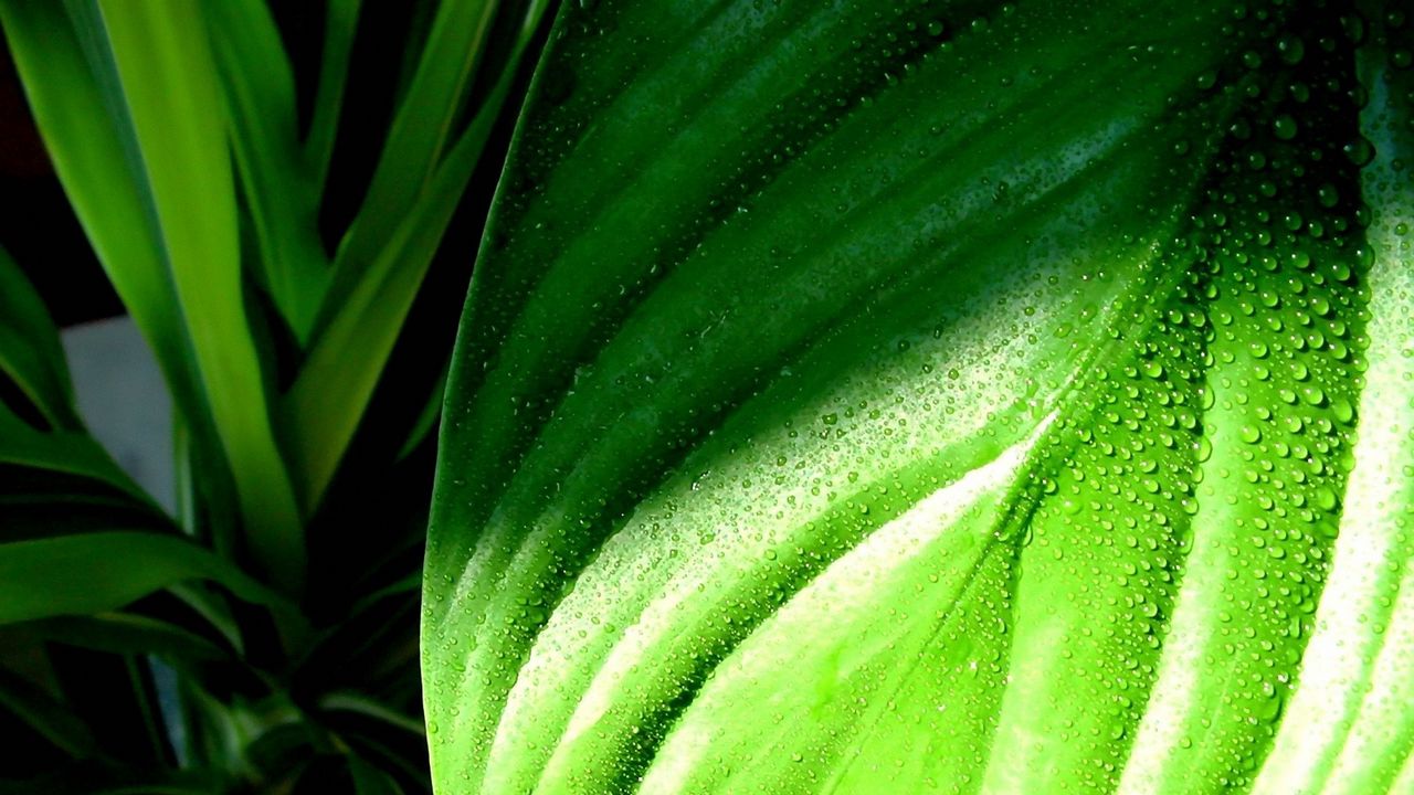 Wallpaper plantain, leaf, grass, drops, dew, wet