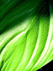 Preview wallpaper plantain, leaf, grass, drops, dew, wet