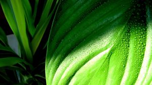 Preview wallpaper plantain, leaf, grass, drops, dew, wet
