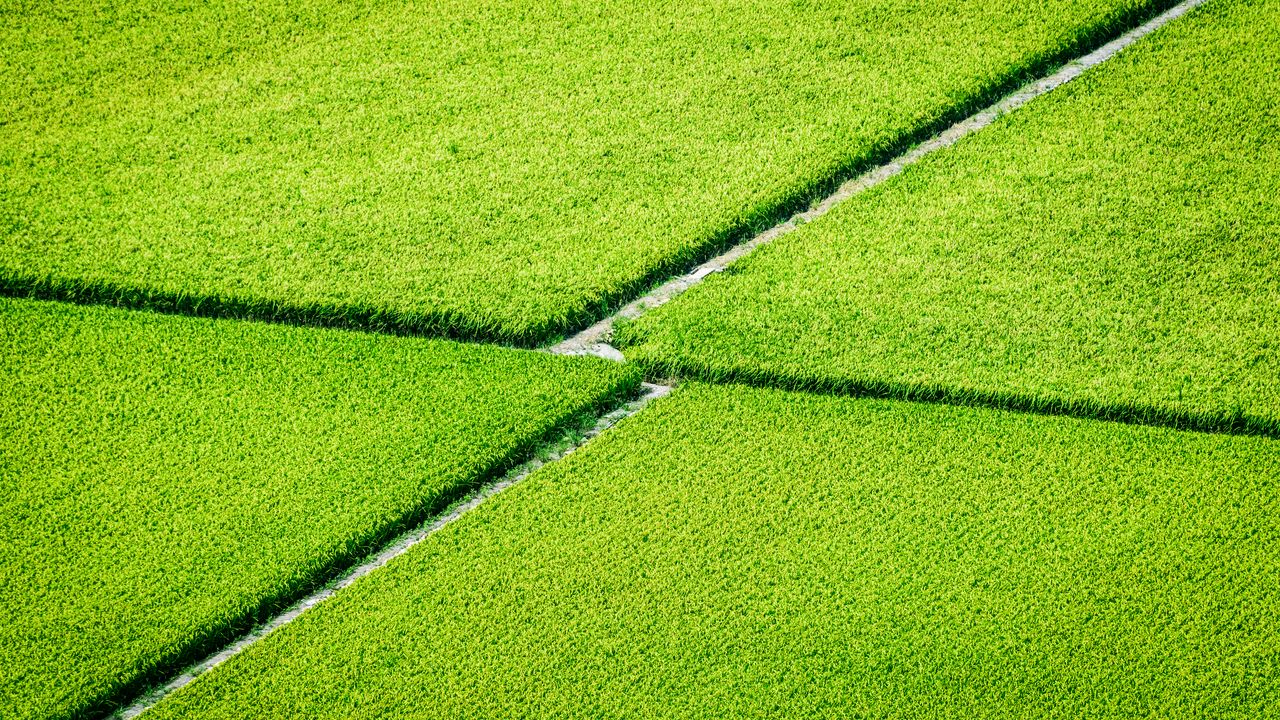 Wallpaper plantation, field, greenery, aerial view