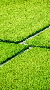 Preview wallpaper plantation, field, greenery, aerial view