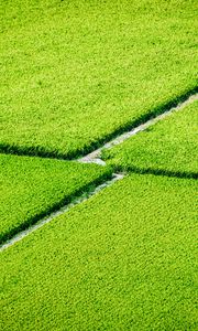 Preview wallpaper plantation, field, greenery, aerial view