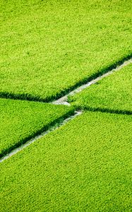 Preview wallpaper plantation, field, greenery, aerial view