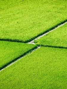 Preview wallpaper plantation, field, greenery, aerial view