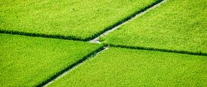 Preview wallpaper plantation, field, greenery, aerial view