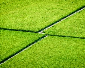 Preview wallpaper plantation, field, greenery, aerial view