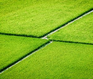 Preview wallpaper plantation, field, greenery, aerial view