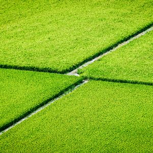 Preview wallpaper plantation, field, greenery, aerial view