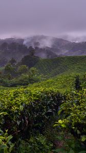 Preview wallpaper plantation, hills, fog, bushes