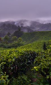 Preview wallpaper plantation, hills, fog, bushes