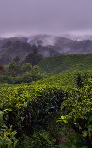 Preview wallpaper plantation, hills, fog, bushes