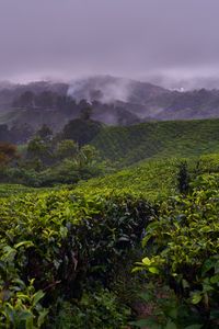 Preview wallpaper plantation, hills, fog, bushes