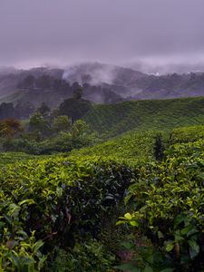 Preview wallpaper plantation, hills, fog, bushes