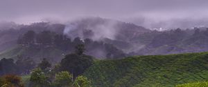 Preview wallpaper plantation, hills, fog, bushes