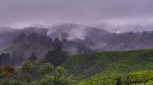 Preview wallpaper plantation, hills, fog, bushes