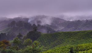 Preview wallpaper plantation, hills, fog, bushes