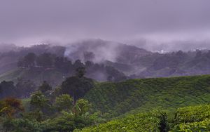 Preview wallpaper plantation, hills, fog, bushes