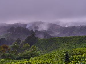 Preview wallpaper plantation, hills, fog, bushes