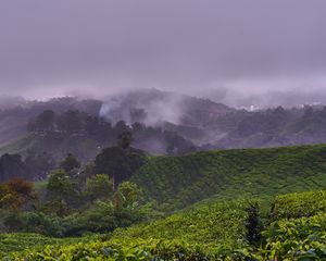 Preview wallpaper plantation, hills, fog, bushes