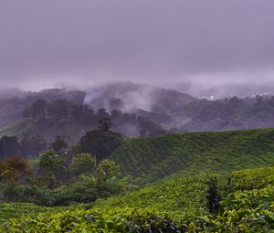 Preview wallpaper plantation, hills, fog, bushes