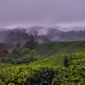 Preview wallpaper plantation, hills, fog, bushes