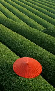 Preview wallpaper plantation, tea, tea plantation, umbrella