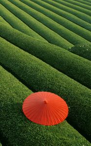 Preview wallpaper plantation, tea, tea plantation, umbrella