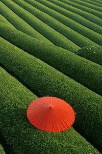Preview wallpaper plantation, tea, tea plantation, umbrella
