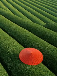 Preview wallpaper plantation, tea, tea plantation, umbrella