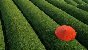 Preview wallpaper plantation, tea, tea plantation, umbrella