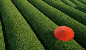 Preview wallpaper plantation, tea, tea plantation, umbrella