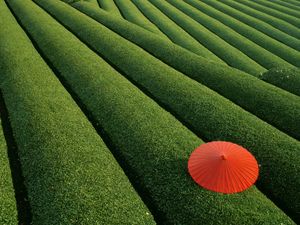 Preview wallpaper plantation, tea, tea plantation, umbrella