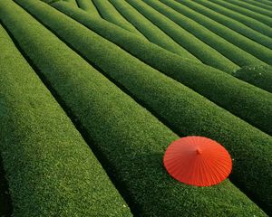 Preview wallpaper plantation, tea, tea plantation, umbrella