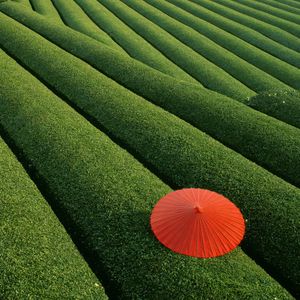 Preview wallpaper plantation, tea, tea plantation, umbrella