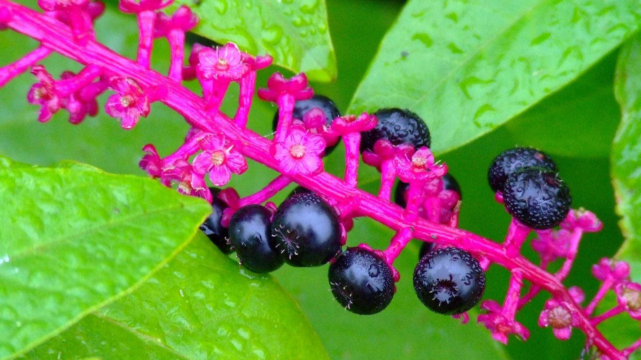 Wallpaper plants, berries, leaves, drops