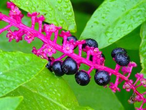 Preview wallpaper plants, berries, leaves, drops