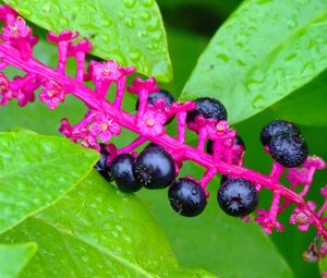 Preview wallpaper plants, berries, leaves, drops