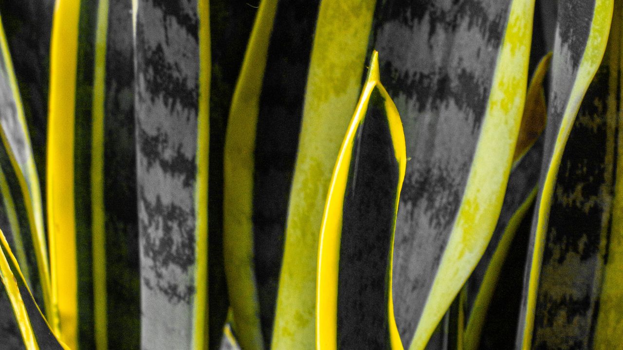 Wallpaper plants, black, yellow, stripes, dark, nature