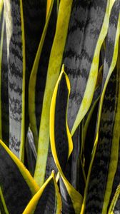 Preview wallpaper plants, black, yellow, stripes, dark, nature