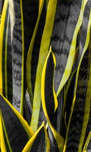 Preview wallpaper plants, black, yellow, stripes, dark, nature