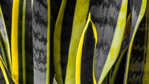 Preview wallpaper plants, black, yellow, stripes, dark, nature