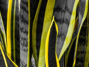 Preview wallpaper plants, black, yellow, stripes, dark, nature