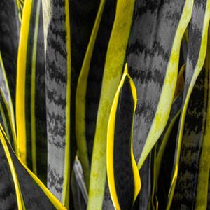 Preview wallpaper plants, black, yellow, stripes, dark, nature
