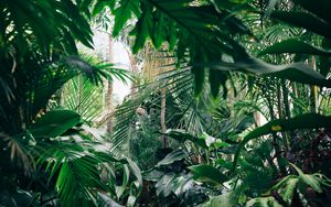 Preview wallpaper plants, botanical garden, greenhouse, green