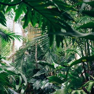 Preview wallpaper plants, botanical garden, greenhouse, green