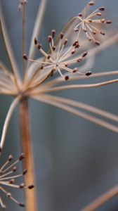 Preview wallpaper plants, branches, dry